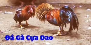 Đá gà cựa dao tại VVVWin