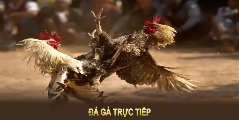 Trực tiếp đá gà